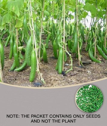 Cucumber Seeds For Home & Kitchen Gardening | Pack of 50