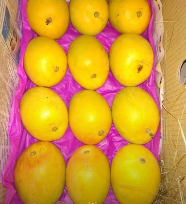 Gifting Class Mango 1 Dozen Medium Box