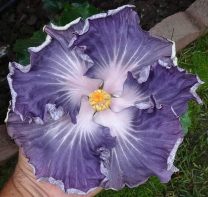 Austrelian Hibiscus Plant For Home Gardening