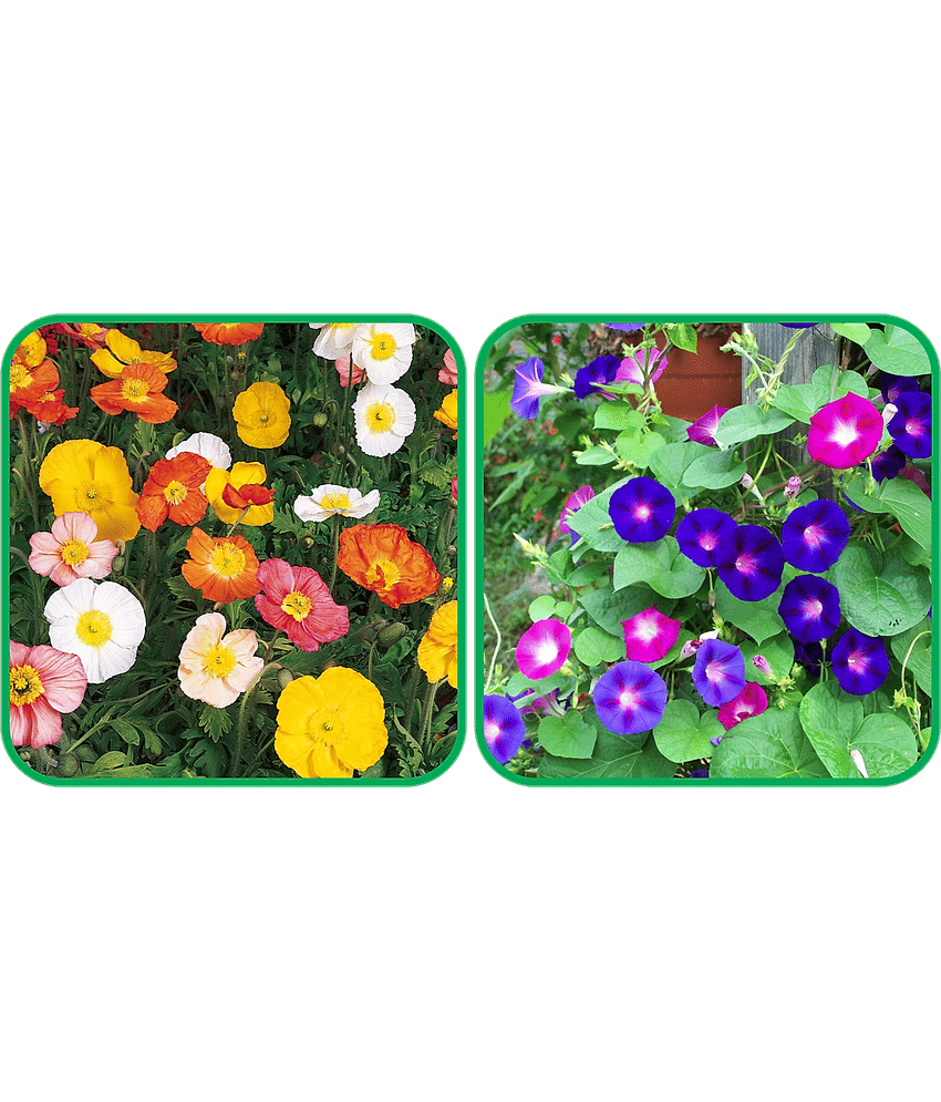 Aero Seeds Morning Glory Mix Color (50 Seeds) And Poppy Iceland Mix Color (50 Seeds) Flower Seeds Pack