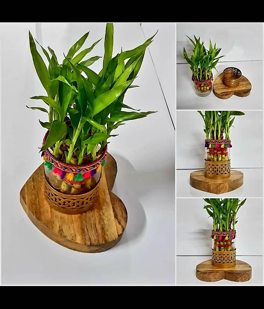 R.R.V. International Indoor Bamboo Plant ( Pack of 1 )