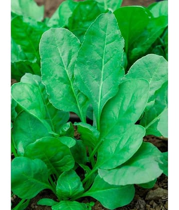 Green spianach palak 200 seeds high germination seeds with instruction manual