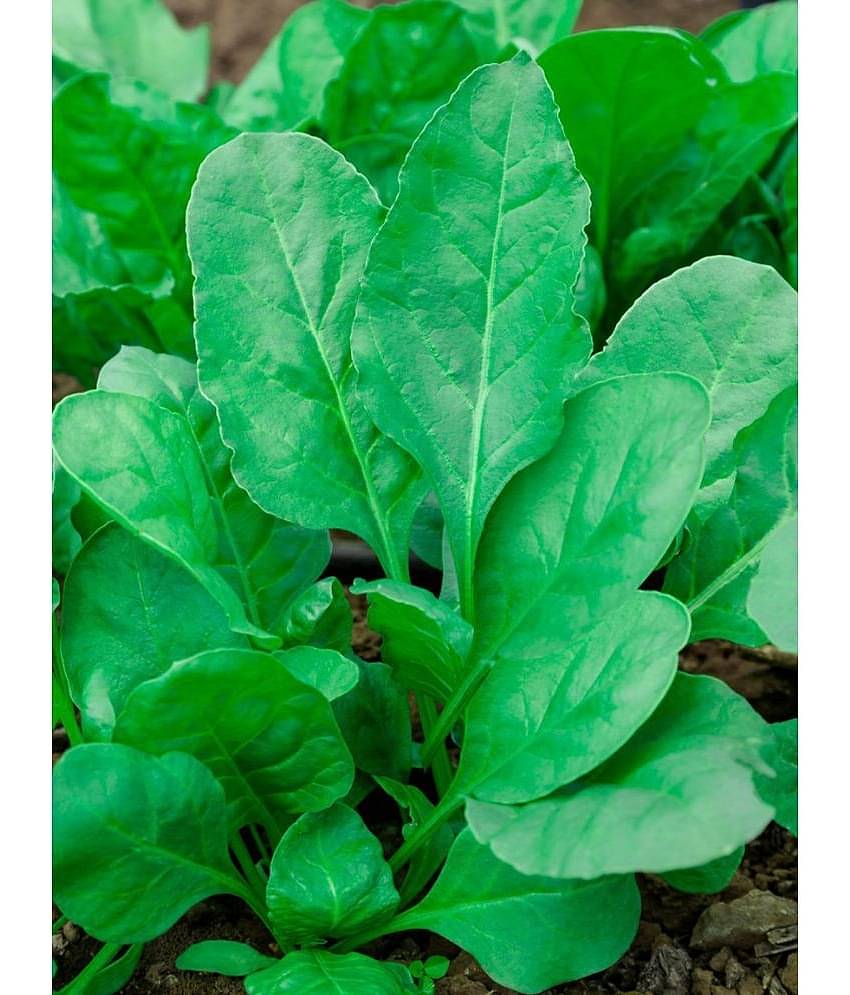 Green spianach palak 200 seeds high germination seeds with instruction manual