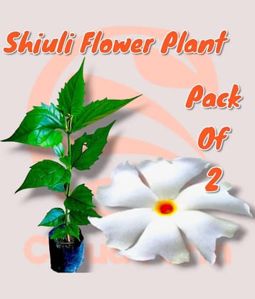 Cloud Farm Outdoor Flower Plant ( Pack of 2 )