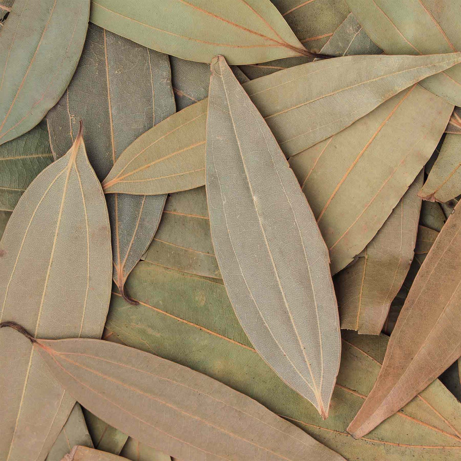 Pahari Roots Bay Leaf (Tez/Tej Patta) from Meghalaya