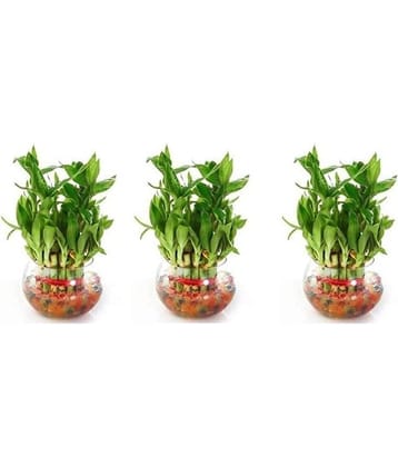 Green plant indoor - Green Wild Artificial Flowers With Pot ( Pack of 3 )