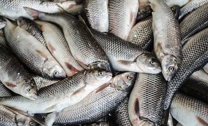 Fresh Rohu Fish - 50 kg - Bulk fresh fish
