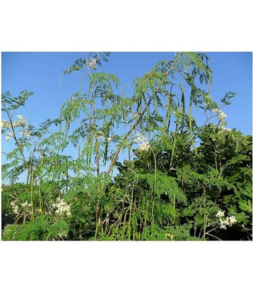 drumstick vegetable seeds 20 seeds