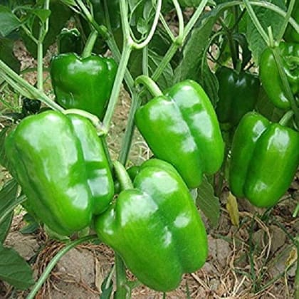 Capsicum Seeds F-1 Hybrid Seed Pack Of  50