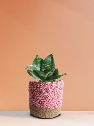 Snake Plant Hahnii (Medium)