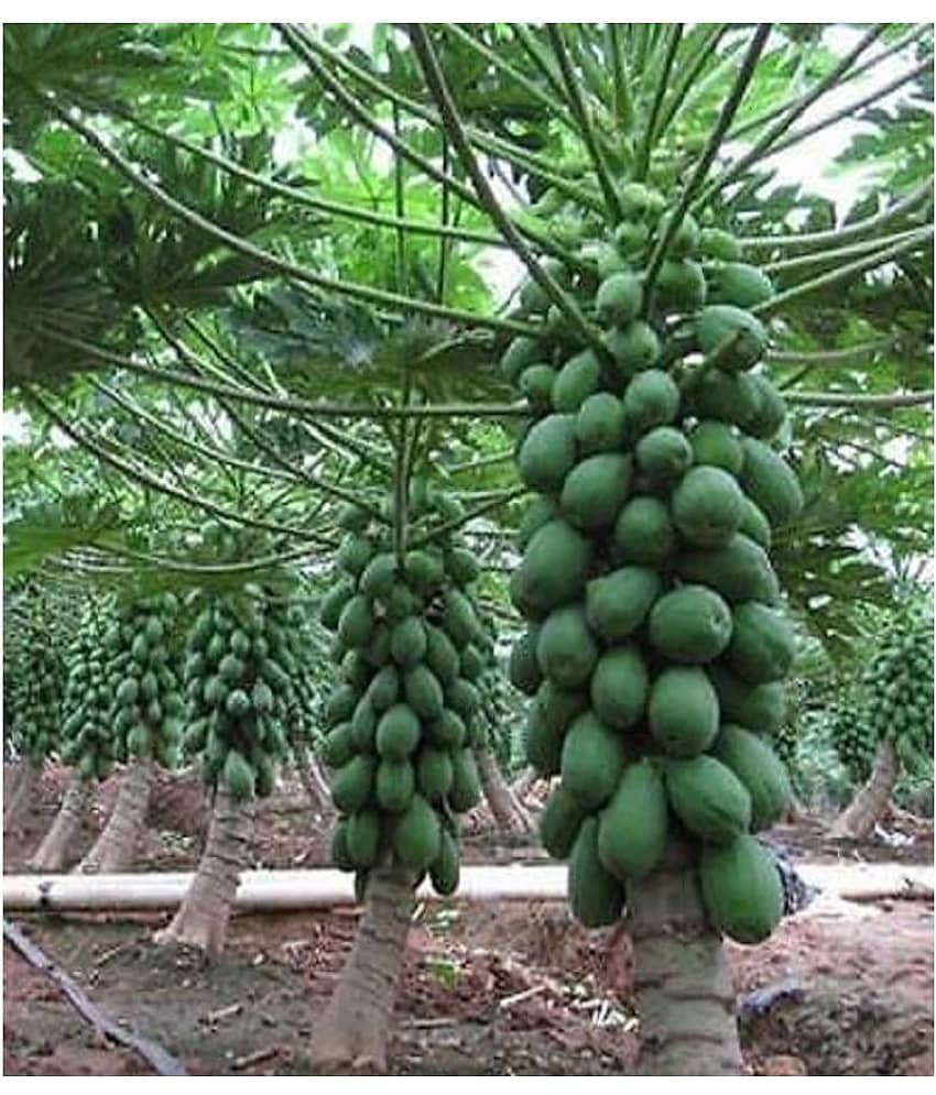 Dwarf Papaya F1 Hybrid Fruit Seeds 50 Seeds