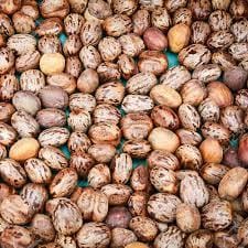 CASTOR SEED BULK