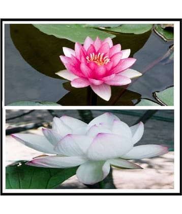 PREMIUM 2 color WHITE AND PINK bowl lotus seeds 10 SEEDS AND MANUAL