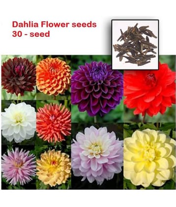 Dalhia Seed / Dahlia Hybrids Mixed Color - Dahlia Flower - 20 Seeds + cocopeat soil free