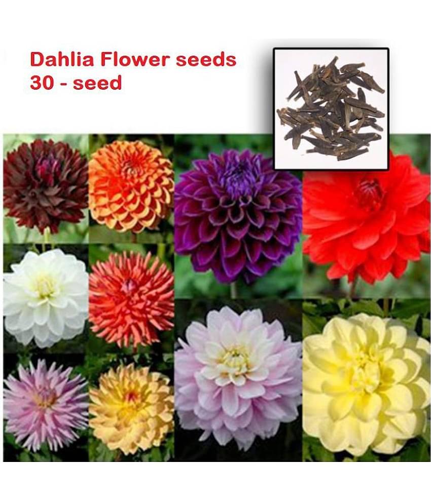 Dalhia Seed / Dahlia Hybrids Mixed Color - Dahlia Flower - 20 Seeds + cocopeat soil free
