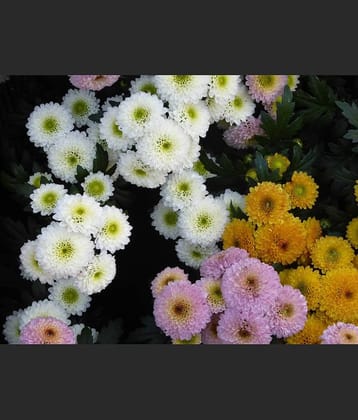 HN organic seed - Chrysanthemum Flower ( 50 Seeds )