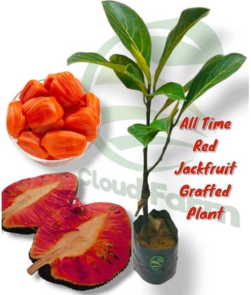 Cloud Farm Outdoor Fruit Plant ( Pack of 1 )