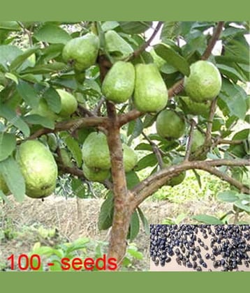 homeagro - Guava Fruit ( 100 Seeds )