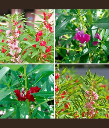 mix color balsam flower 50 seeds pack with free Free cocopeat and user manual for your garden