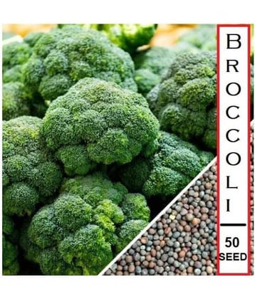 sky star agro & co. - Broccoli Vegetable ( 50 Seeds )