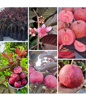 Cloud Farm Outdoor Guava Fruit Plant Pack of 1