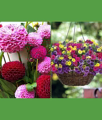 homeagro - Dahlia Mixed Flower ( 25 Seeds )