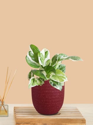 Money Plant NJoy (Small) in Eco Pot Money Plant NJoy (Small) in Eco Pot
