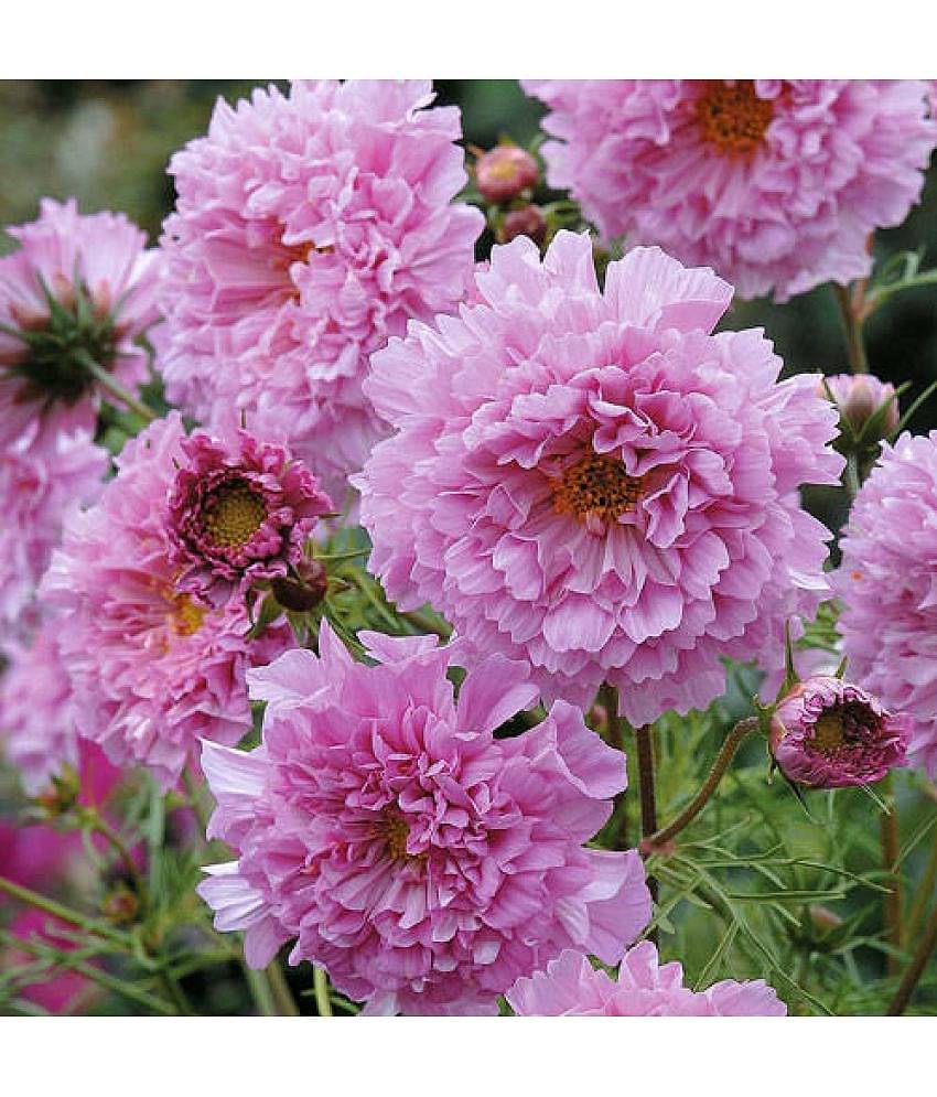 Cosmos Seeds DOUBLE CLICK ROSE BON BON Rosy-lavender flowers 20 seeds
