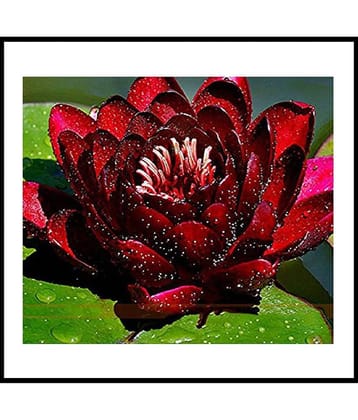 PREMIUM WATERLILY 10 SEEDS PACK AND MANUAL
