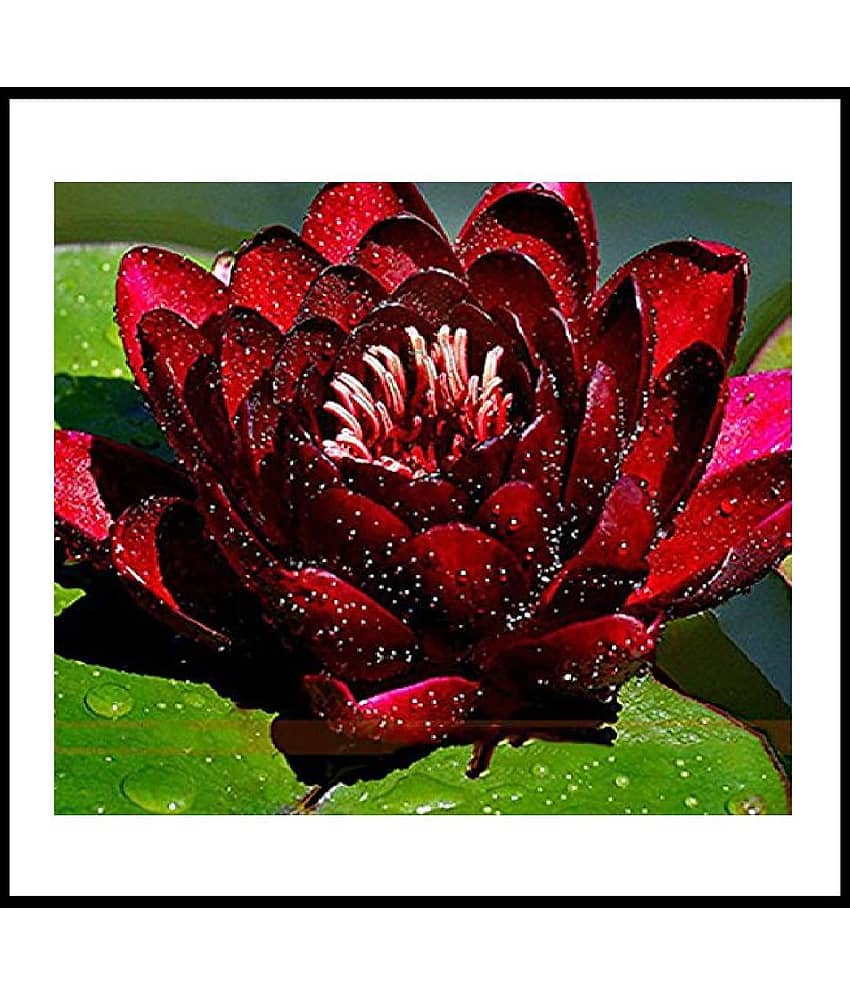 PREMIUM WATERLILY 10 SEEDS PACK AND MANUAL
