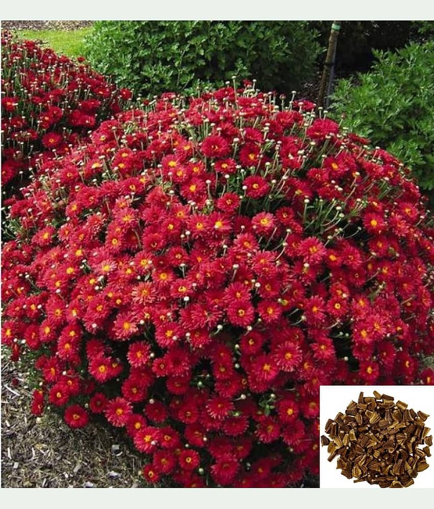 homeagro - Indian Chrysanthemum Mixed Flower ( 50 Seeds )