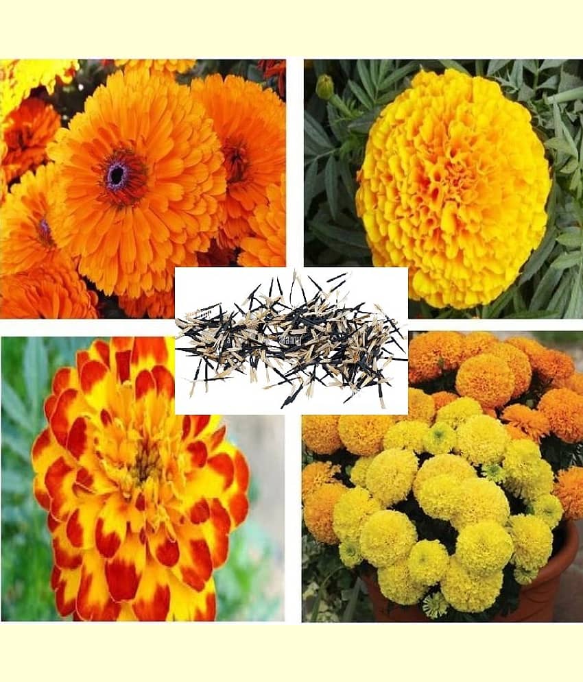 MS. Marigold Seeds MIX 30 seeds