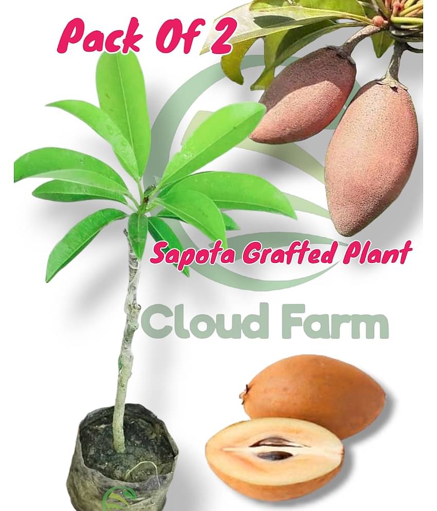 Cloud Farm Outdoor Fruit Plant ( Pack of 2 )