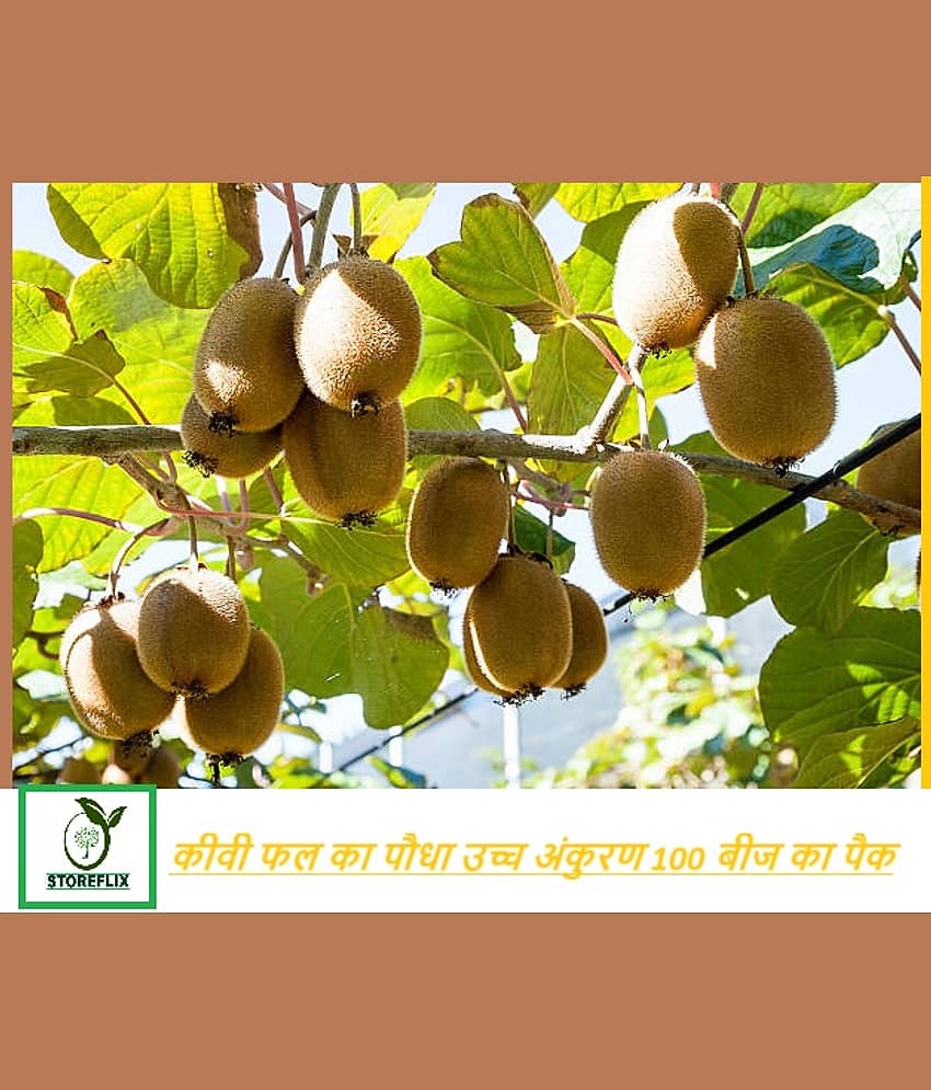Organic kiwi fruit plant 100 seeds pack with free potting soil