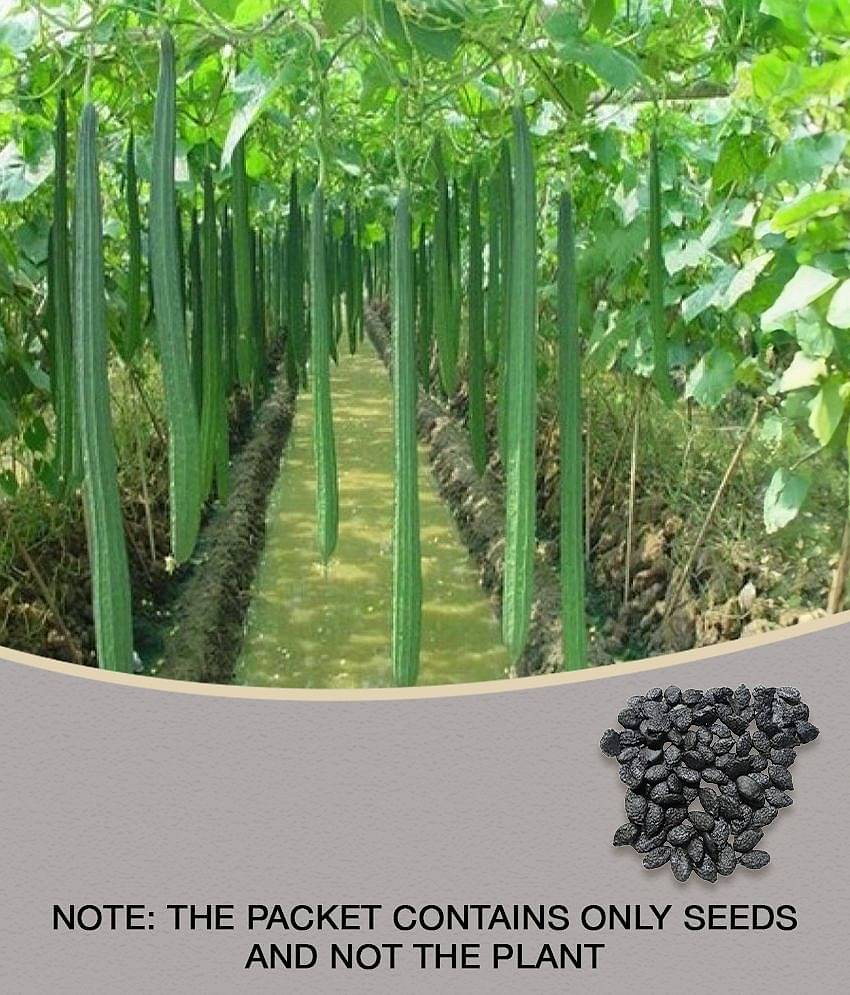 Ridge Gourd torai dhardar 20 seeds high germination seeds with instruction manual
