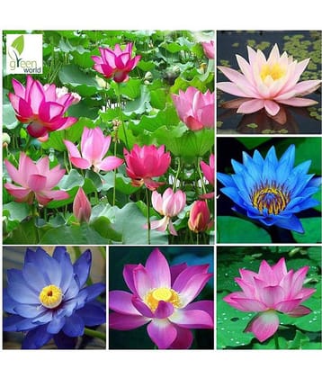 louts seeds 20 seeds for home gardenig