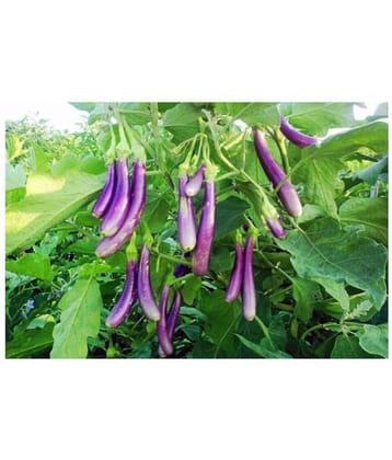 Alkarty Brinjal Purple Long Vegetables Seeds - Pack of 50 F-1 Hybrid Seeds with growing soil