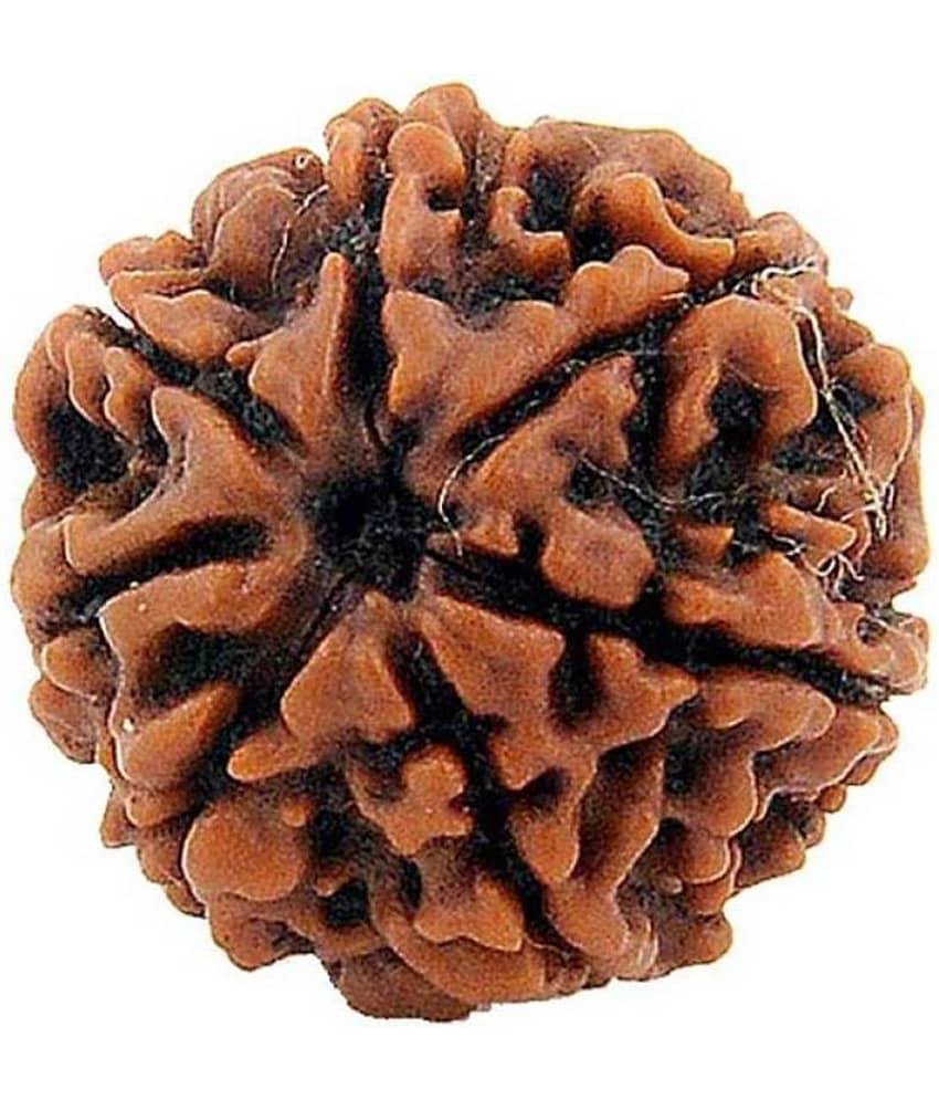 DMK DevBhumi Saat Mukhi/ Seven Faced Rudraksha 7 Face Rudraksha