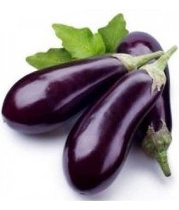 Brinjal Purple Long High Quality Seeds - Pack of 50 Seeds F1 Hybrid