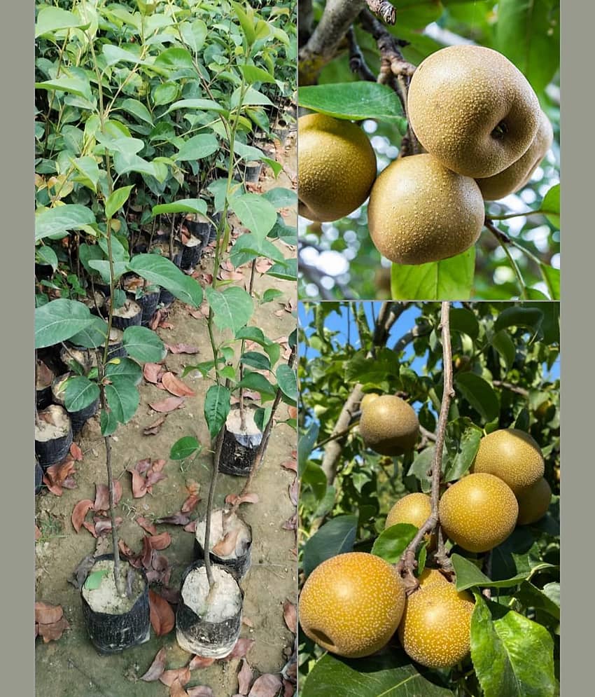 Cloud Farm Outdoor Fruit Plant ( Pack of 1 )