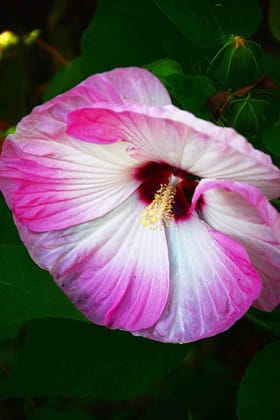 Austrelian Hibiscus Plant For Home Gardening