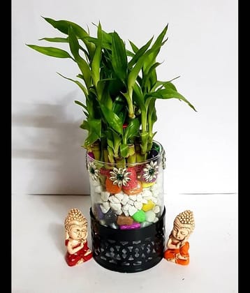 R.R.V. International Indoor Bamboo Plant ( Pack of 1 )