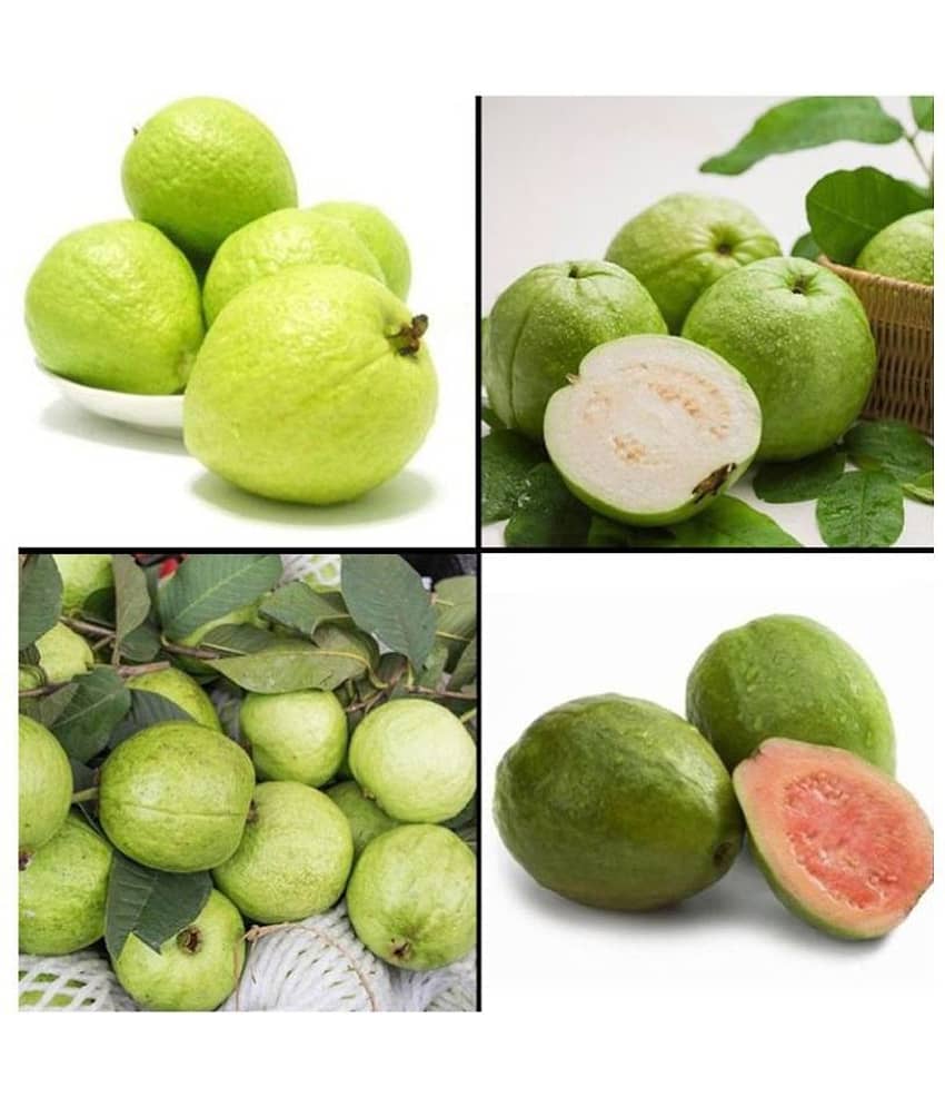 INNATE Dwarf Mixed 100 PCS Organic Large Sweet Guava Seeds