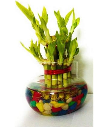 Green plant indoor - Green Wild Artificial Flowers With Pot ( Pack of 1 )