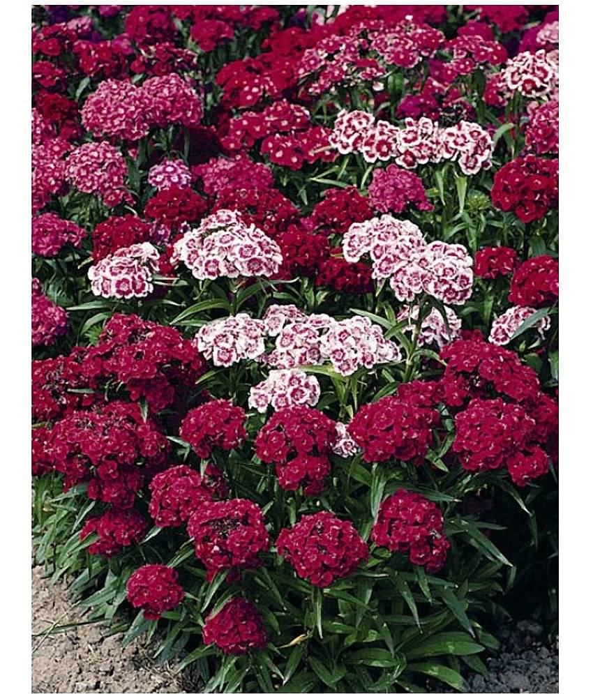Sweet william flower 50 seeds pack with free Free cocopeat and user manual for your garden