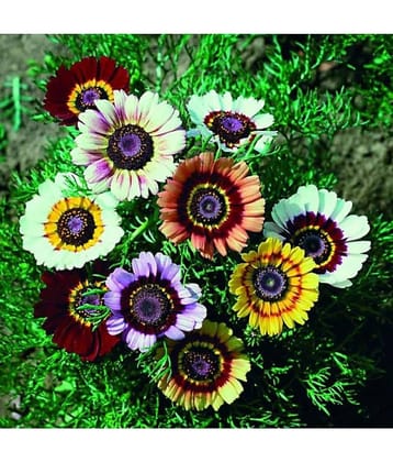 homeagro - Chrysanthemum Flower ( 50 Seeds )