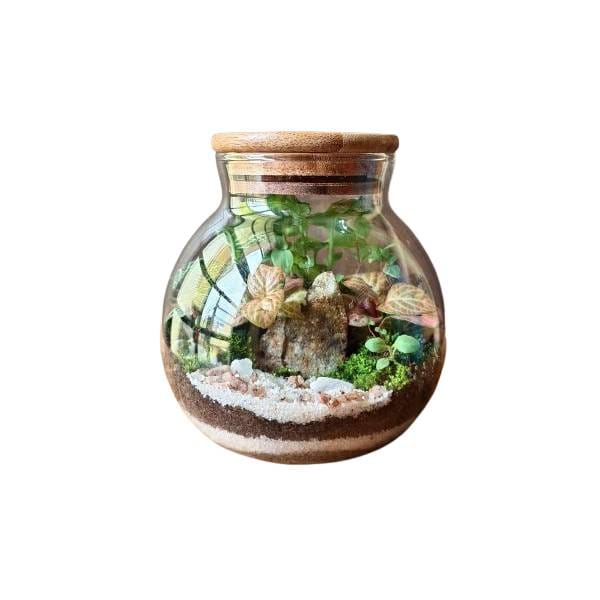 Indoor Plant With Beautiful Covered Glass