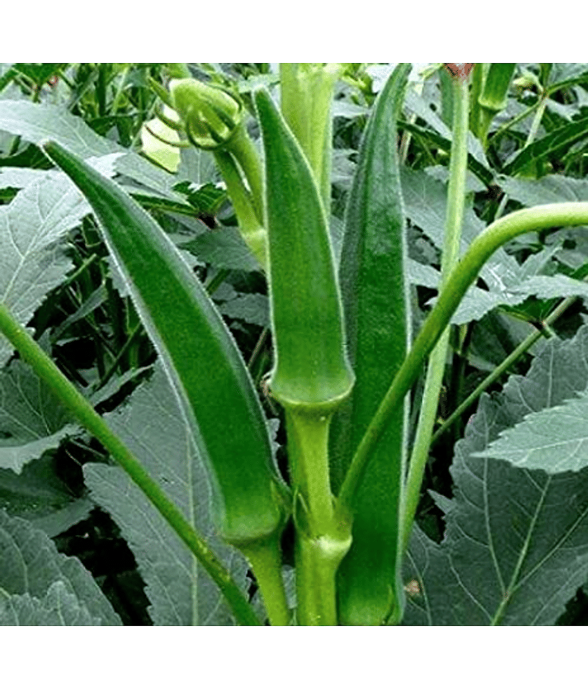 LiveNature Bhindi / Ladies Finger Seeds | Desi Vegetable Plant Seeds | Best For Home Garden & Terrace – Pack of 100 Seeds