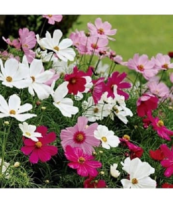 Jignisha Seeds Cosmos Mixed Flower ( 30 Seeds )