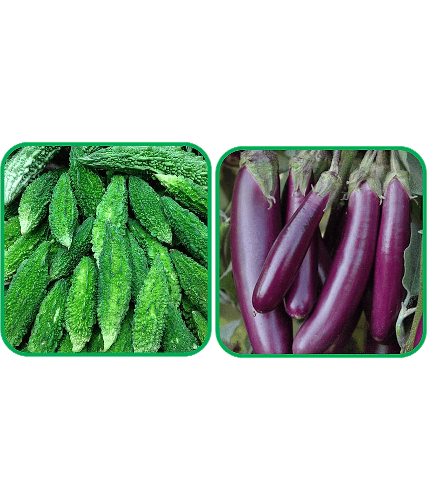 Aero Seeds Brinjal Purple Long (30 Seeds) And Bitter Gourd ( 30 Seeds) Vegetable Seeds Pack